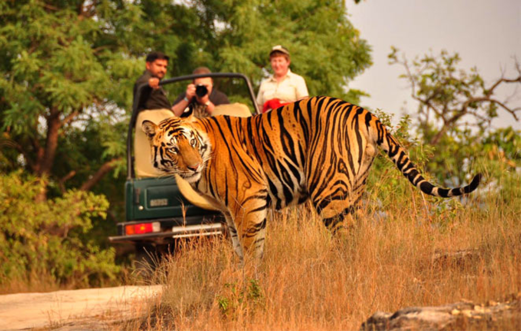 wildlife tour